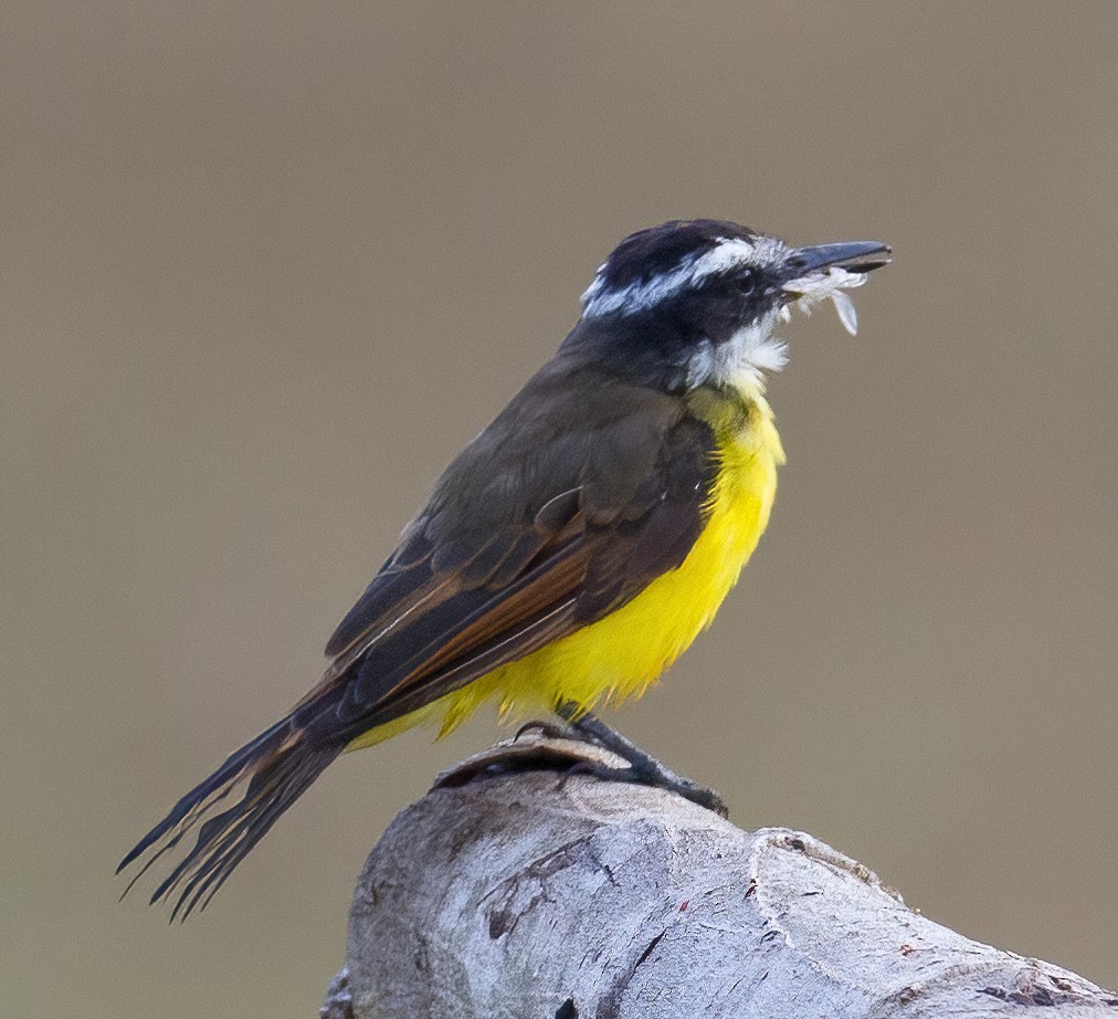 Lesser Kiskadee - José Martín