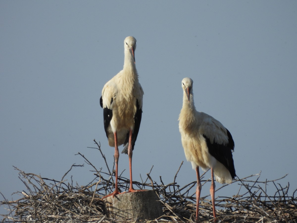 White Stork - Jose Zarapico