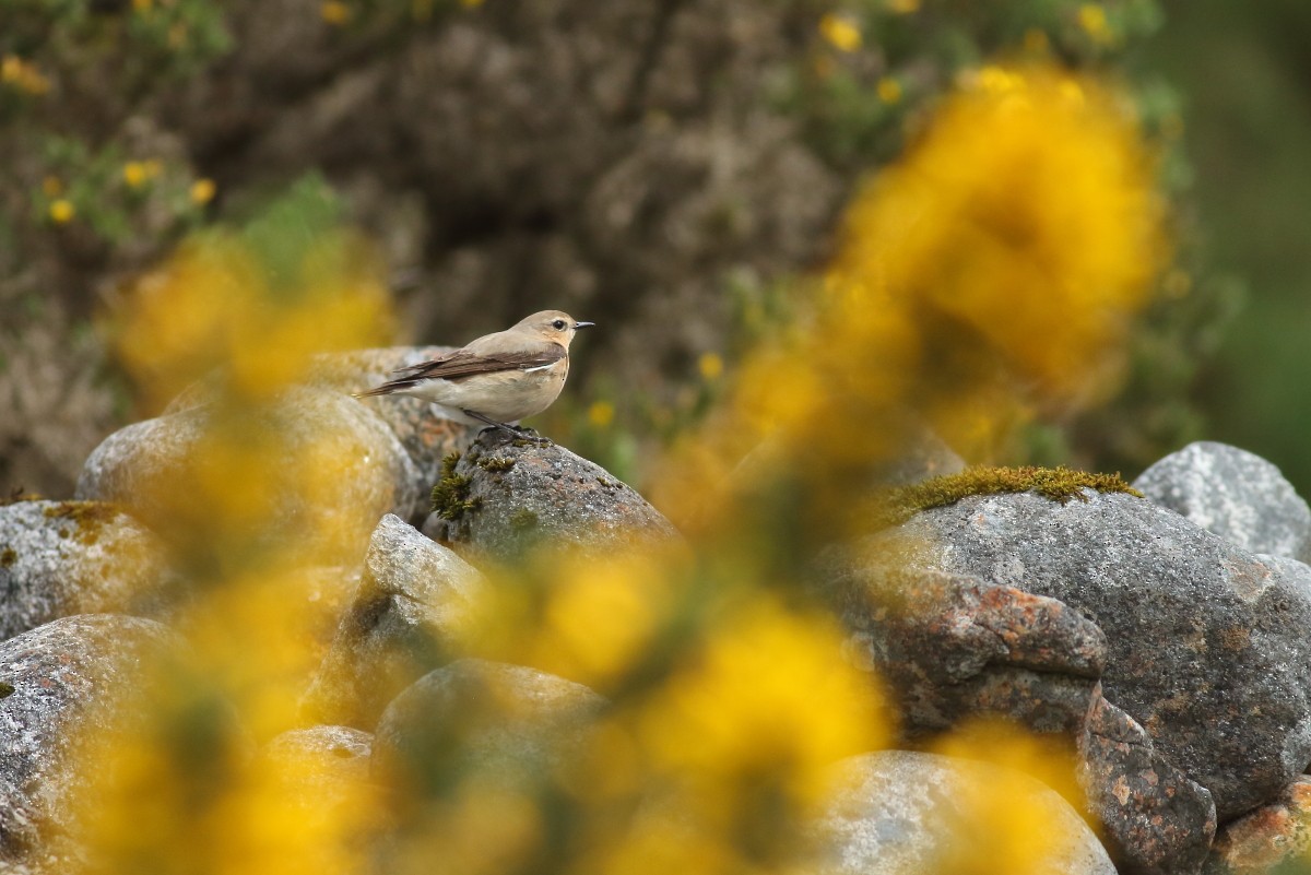 Northern Wheatear - Grzegorz Burkowski