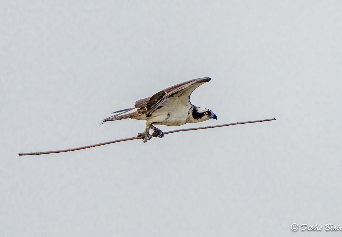 Osprey - Debbie Blair