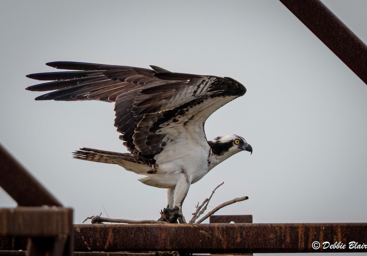 Osprey - Debbie Blair