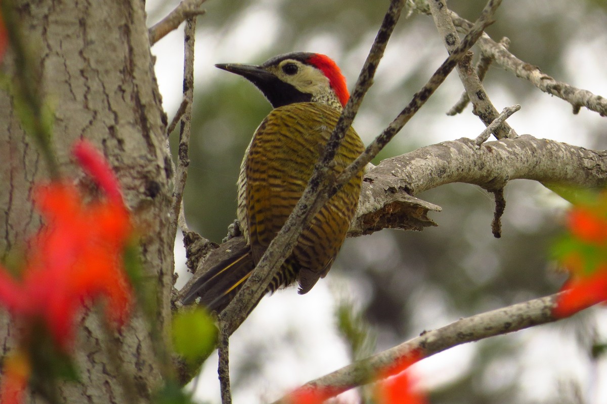 Black-necked Woodpecker - ML619573563