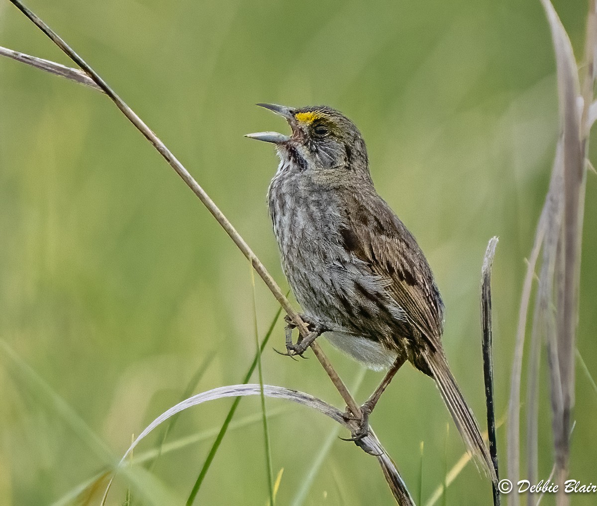 Seaside Sparrow - Debbie Blair