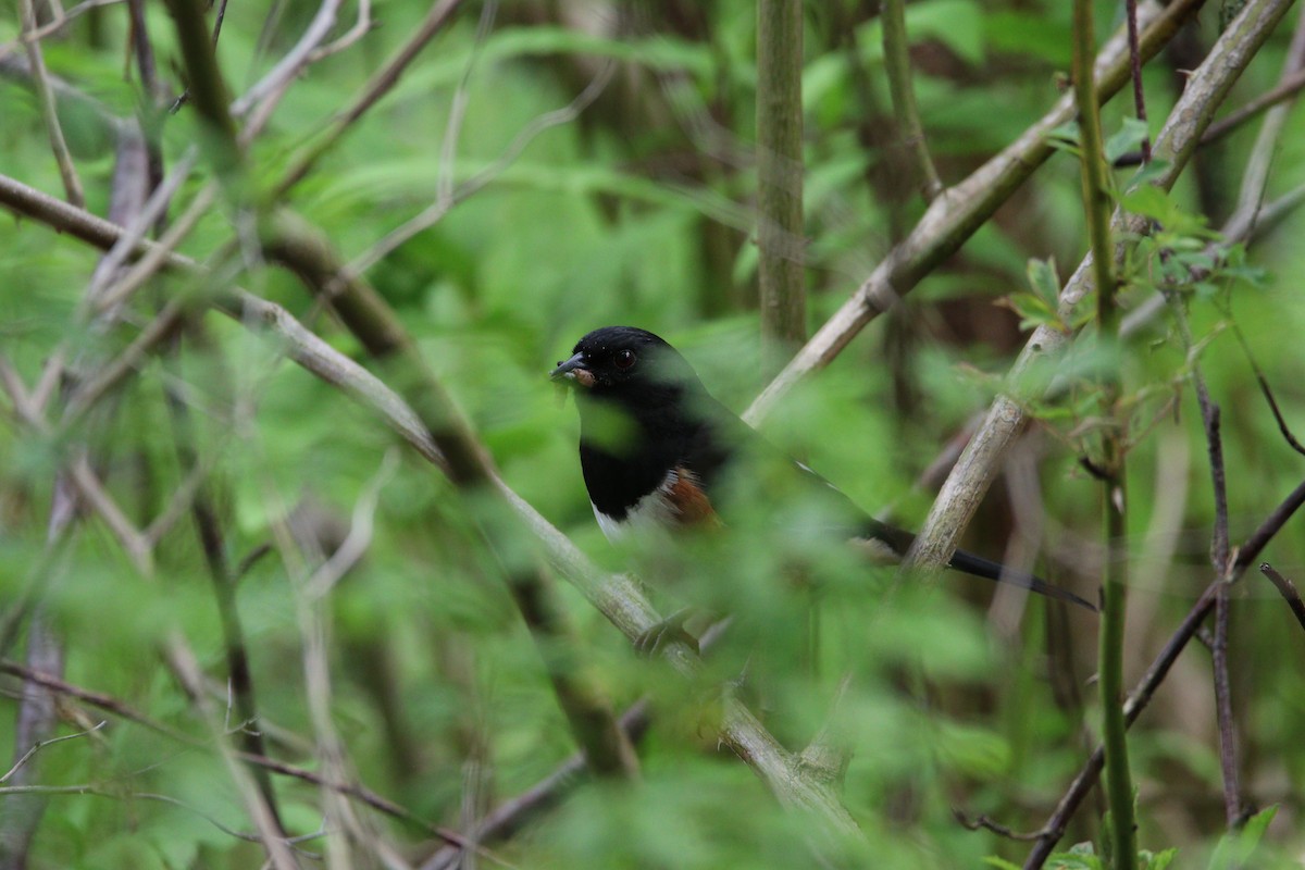 Eastern Towhee - Kris Montalbano