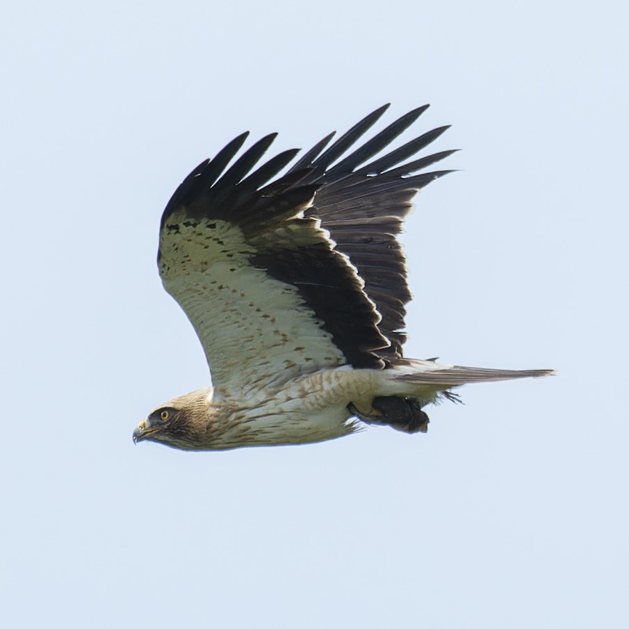 Booted Eagle - john Butters