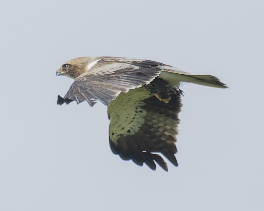 Booted Eagle - john Butters