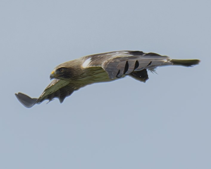 Booted Eagle - john Butters