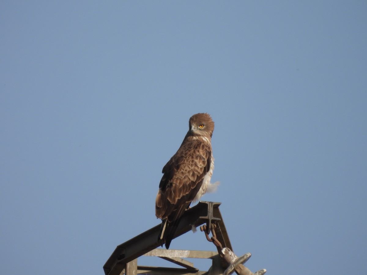 Short-toed Snake-Eagle - Jose Zarapico