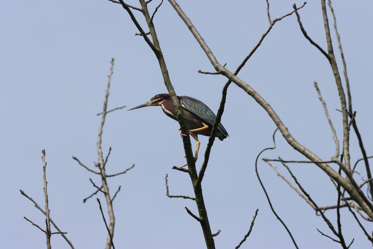 Green Heron - Donald Mattson