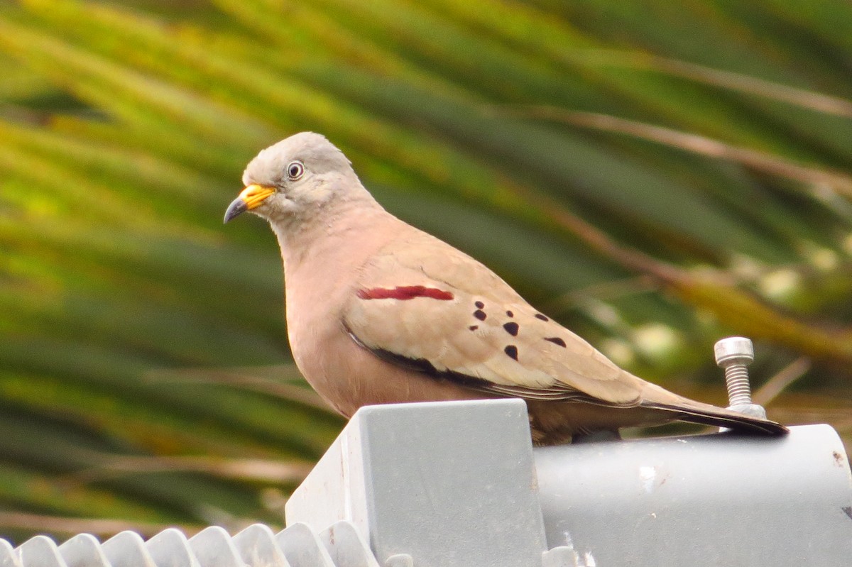 Croaking Ground Dove - Gary Prescott