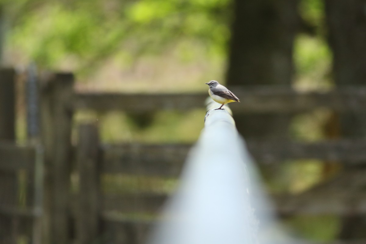 Gray Wagtail - Grzegorz Burkowski