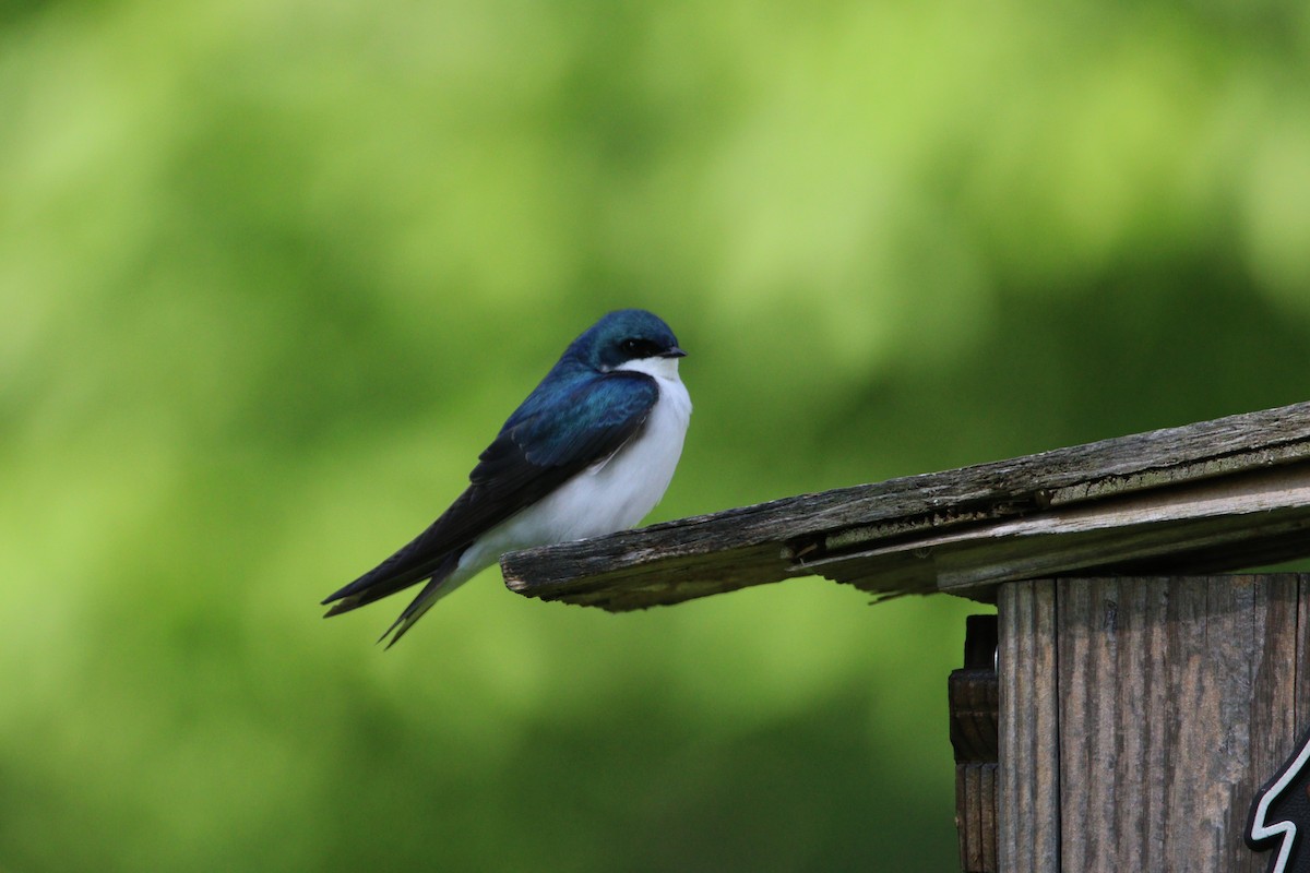 Tree Swallow - ML619573588