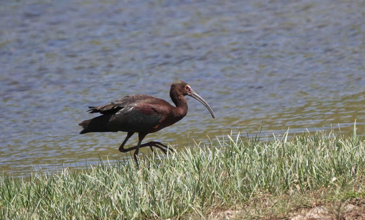 White-faced Ibis - Cheryl Carlile