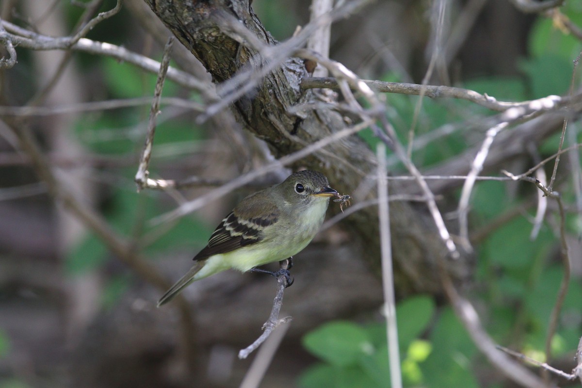 Alder Flycatcher - Kris Montalbano