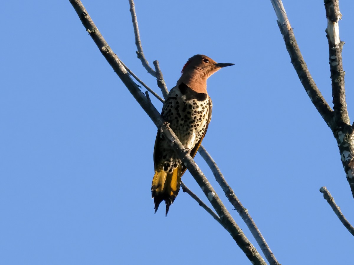 Northern Flicker - Charlie Arp