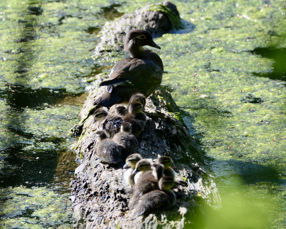 Wood Duck - ML619573597