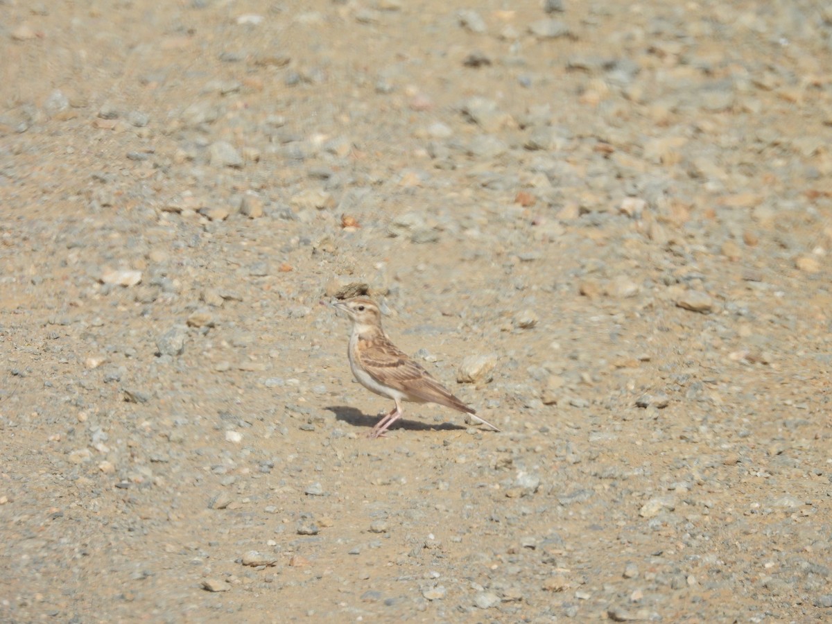 Greater Short-toed Lark - Jose Zarapico