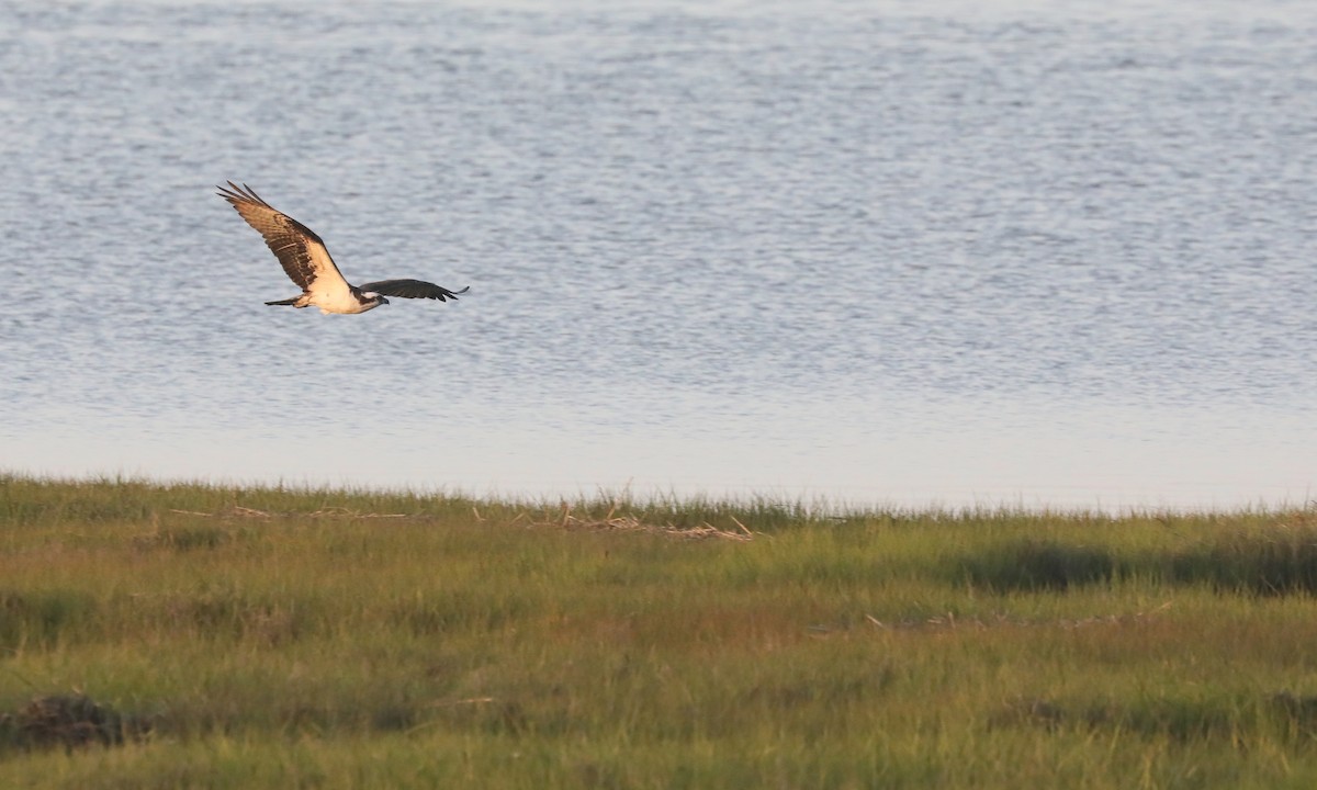 Osprey - Ben Barkley