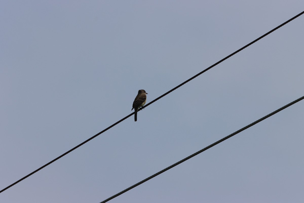 Willow Flycatcher - Donald Mattson