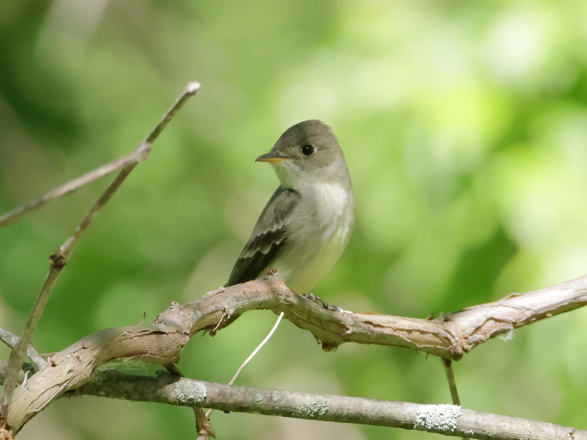 Eastern Wood-Pewee - Charlie Arp