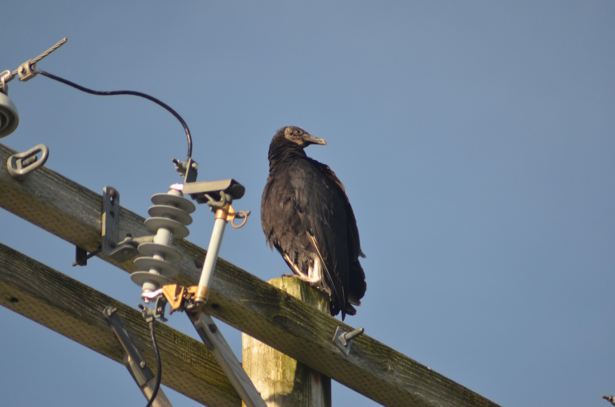 Black Vulture - ML619573611