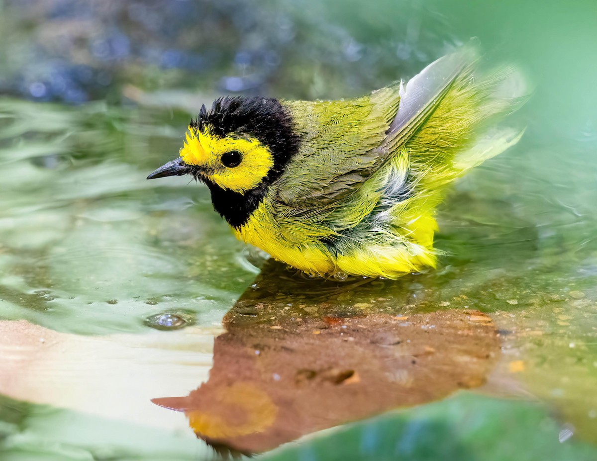 Hooded Warbler - Brian Smith