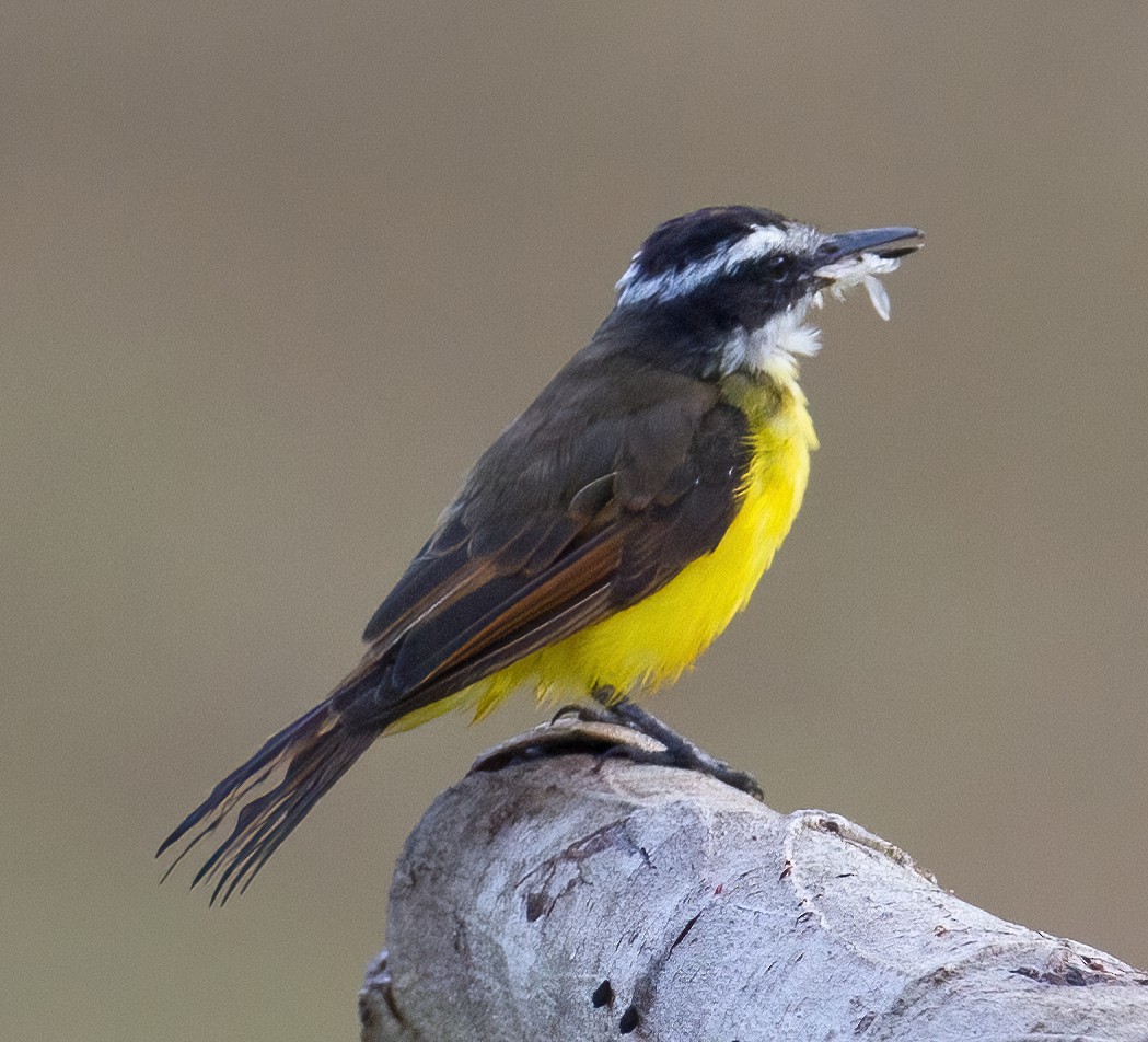 Lesser Kiskadee - José Martín