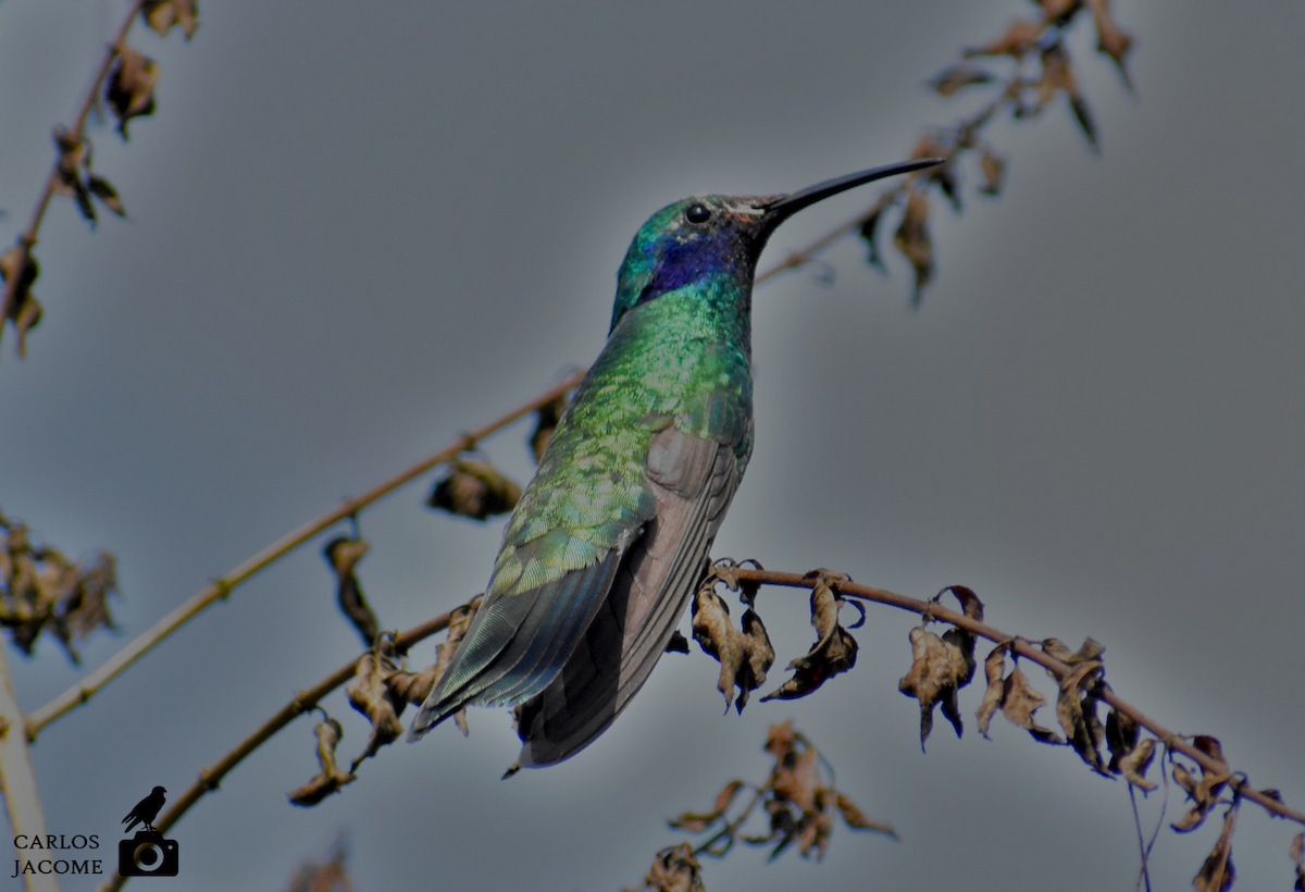 Sparkling Violetear - Carlos Jácome