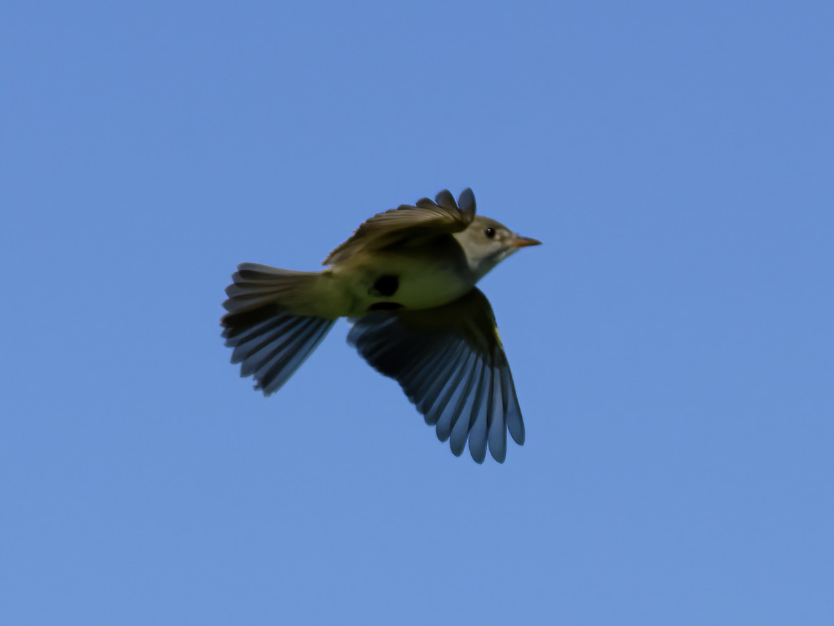 Willow Flycatcher - Charlie Arp