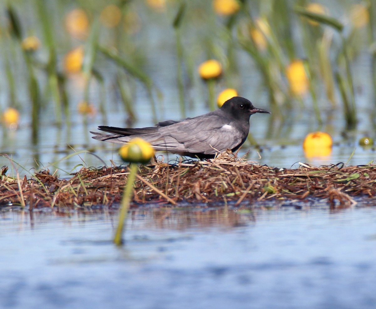 Black Tern - ML619573625