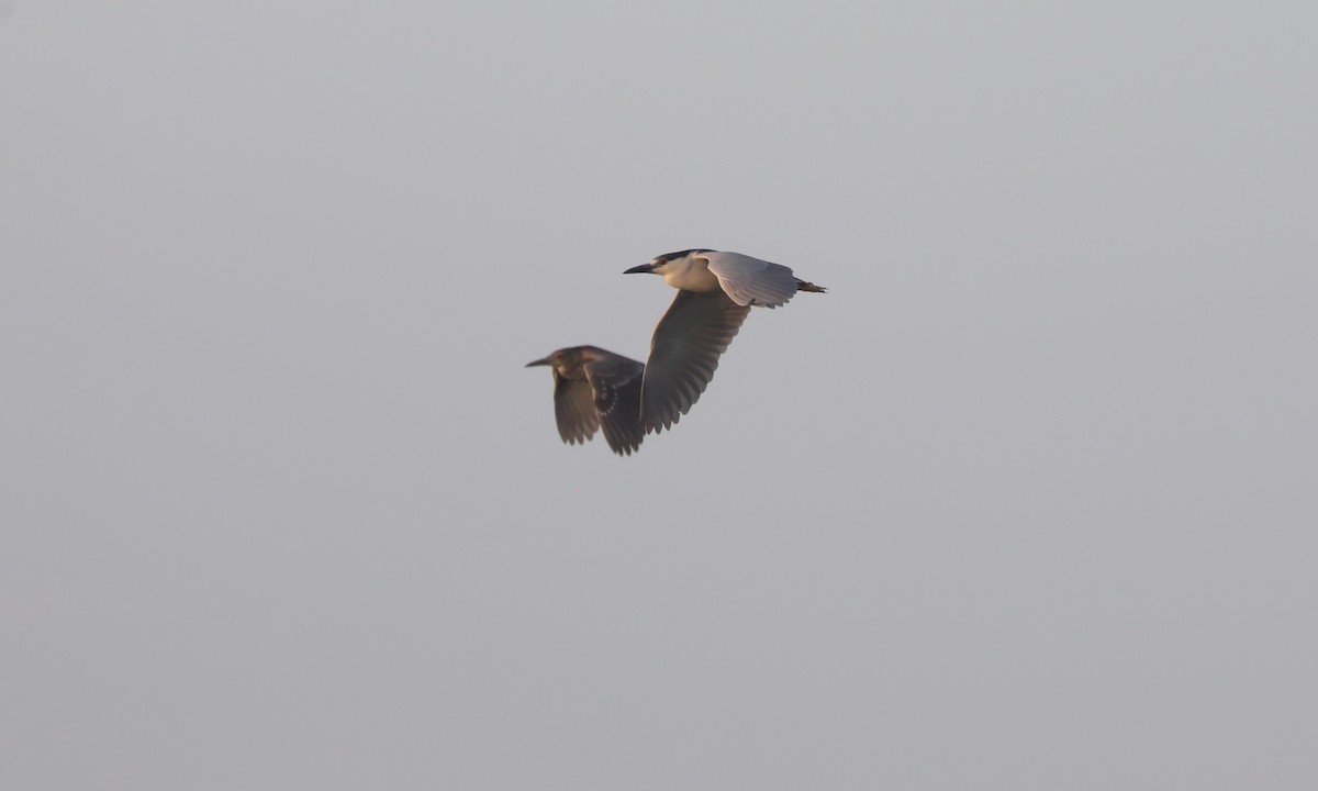 Black-crowned Night Heron - Ben Barkley