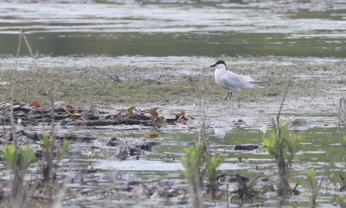 Gull-billed Tern - Ben Barkley