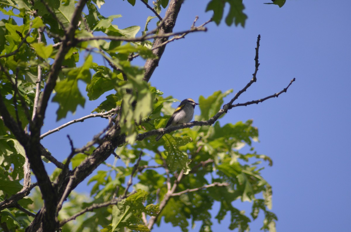 Golden-winged Warbler - ML619573642