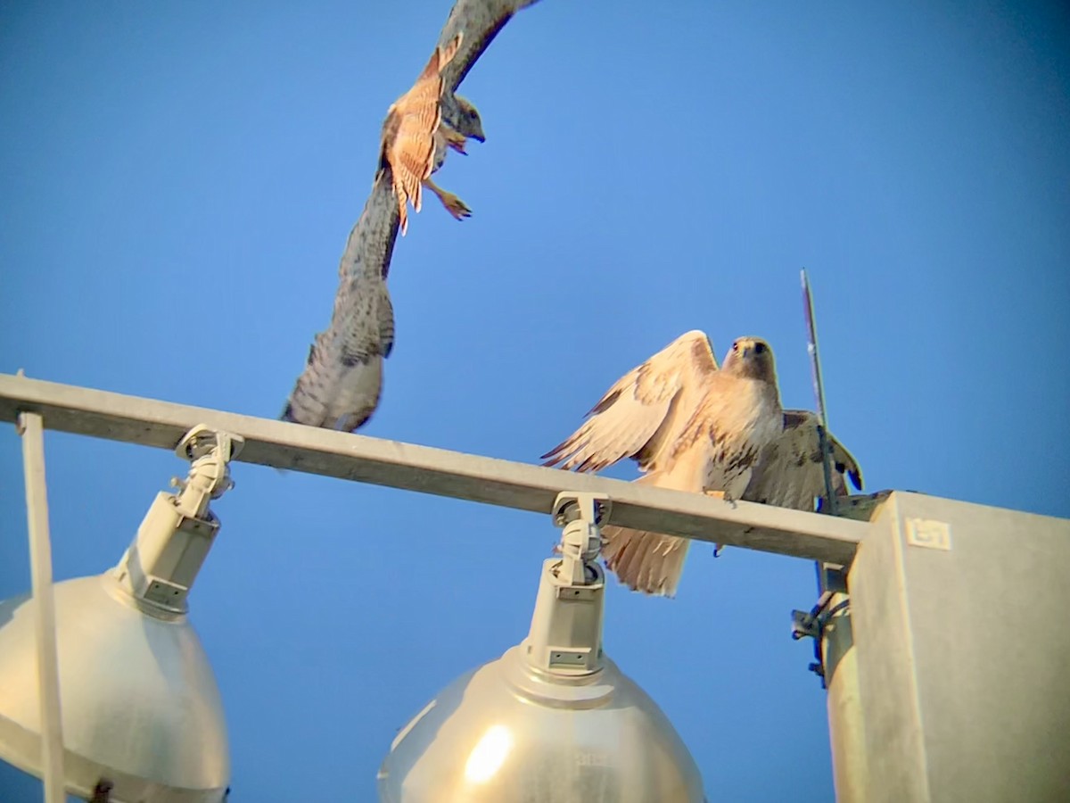 Red-tailed Hawk - Roland Family