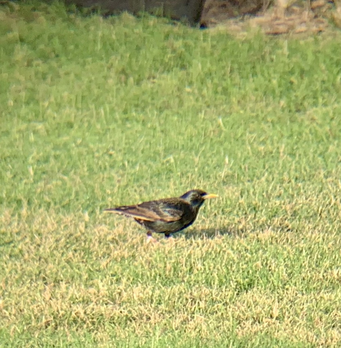 European Starling - Roland Family