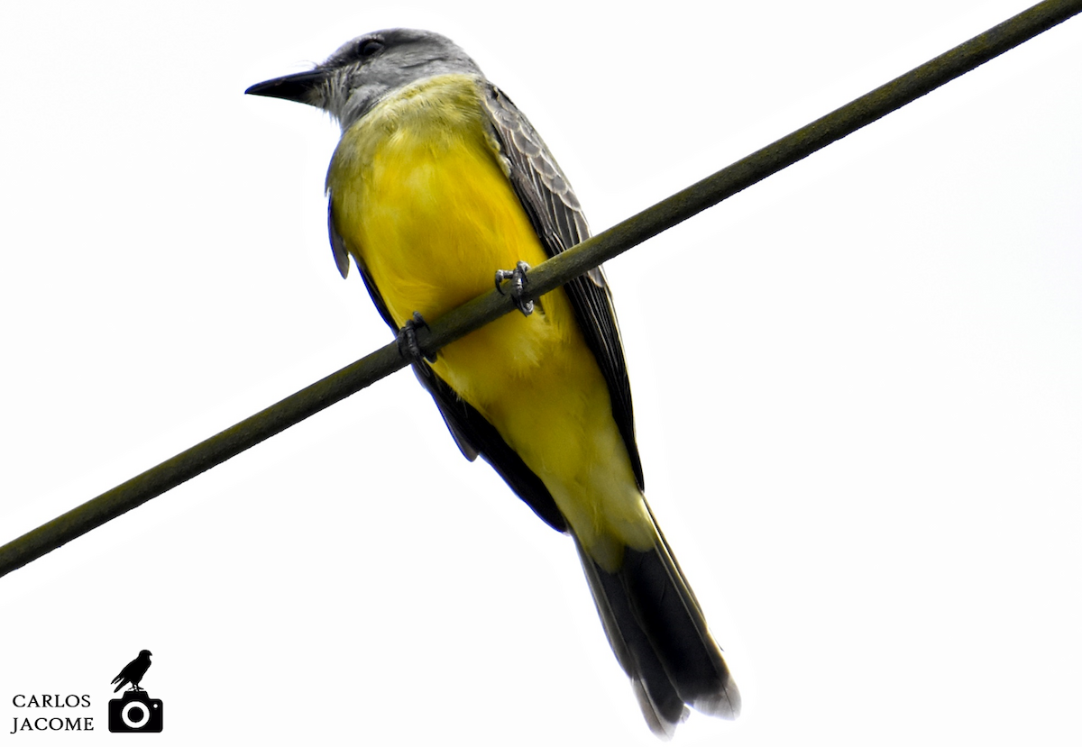 Tropical Kingbird - Carlos Jácome