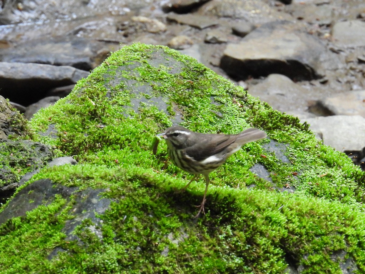 Louisiana Waterthrush - Riley Saxton