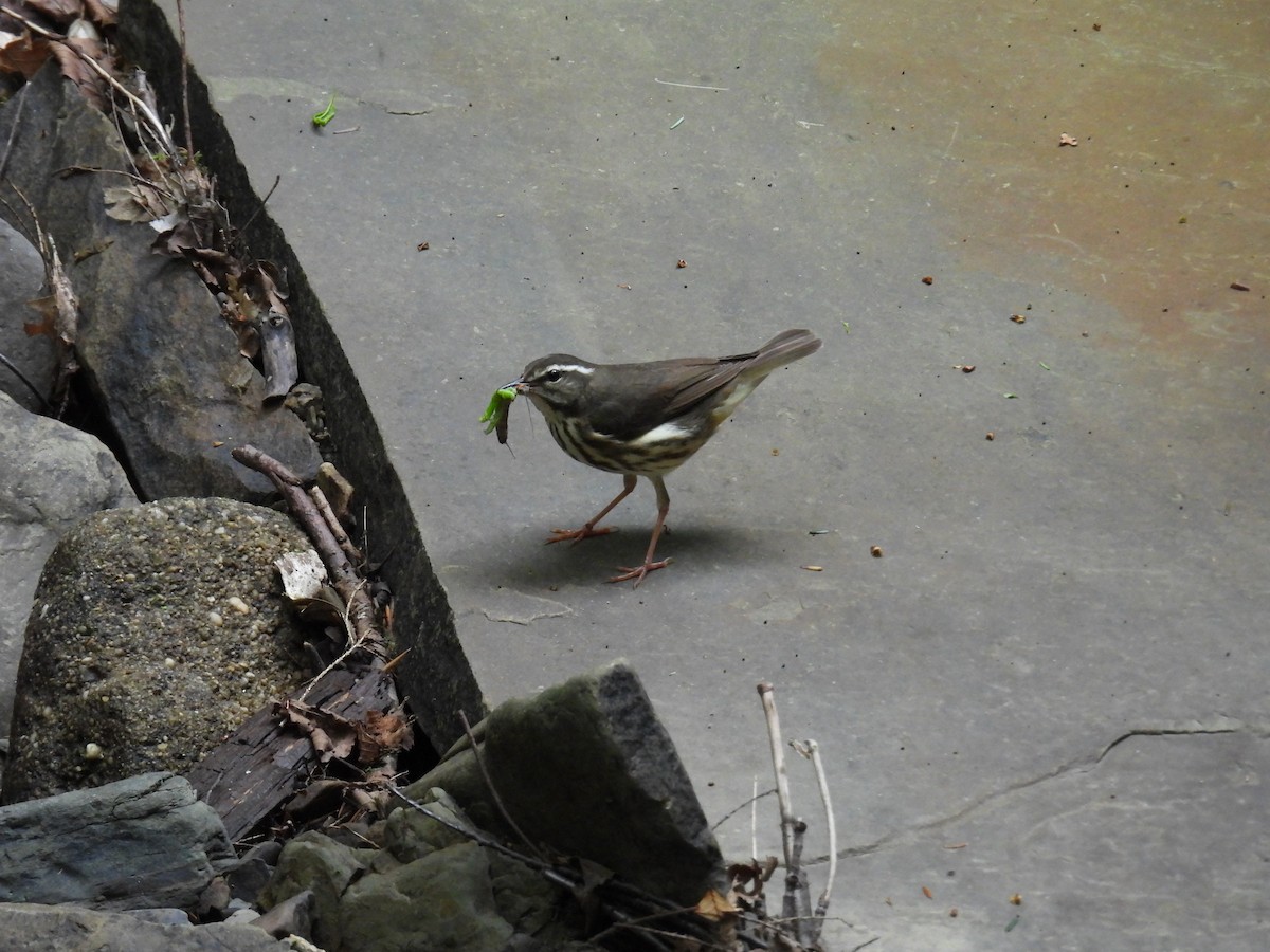 Louisiana Waterthrush - Riley Saxton