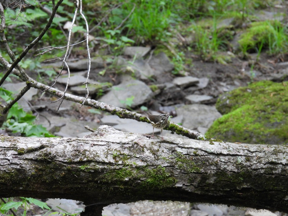 Louisiana Waterthrush - Riley Saxton