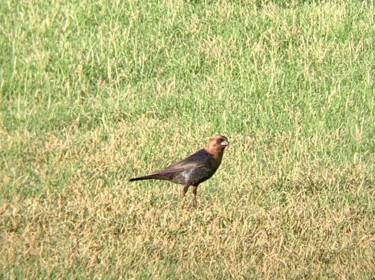 Brown-headed Cowbird - Roland Family