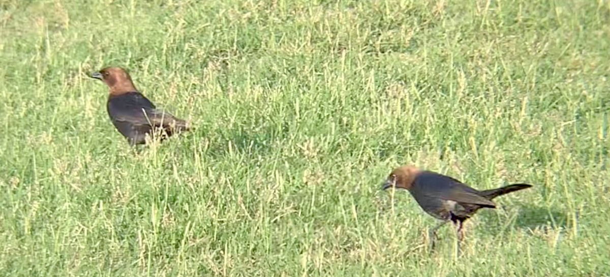 Brown-headed Cowbird - Roland Family