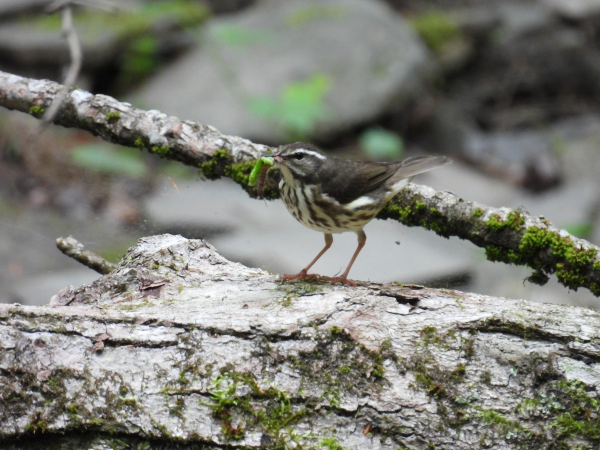 Louisiana Waterthrush - Riley Saxton