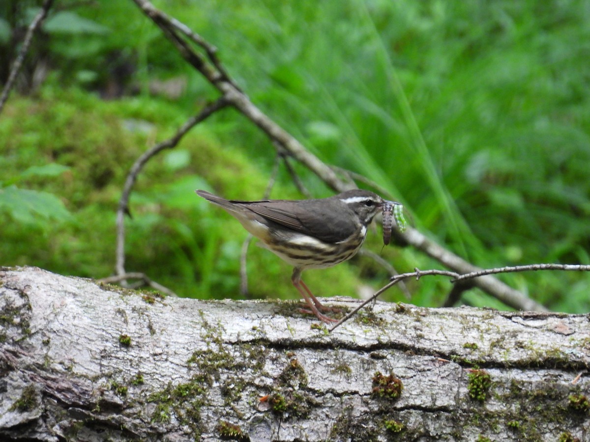 Louisiana Waterthrush - Riley Saxton