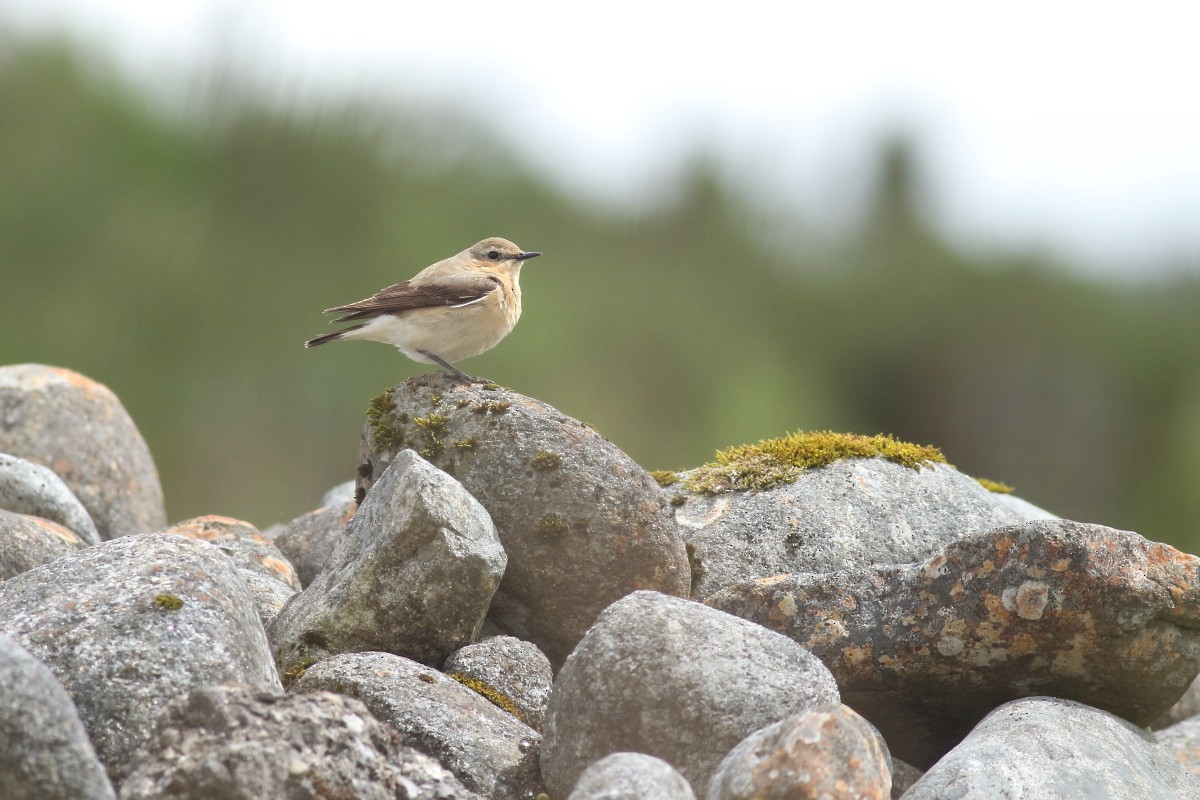 Northern Wheatear - Grzegorz Burkowski