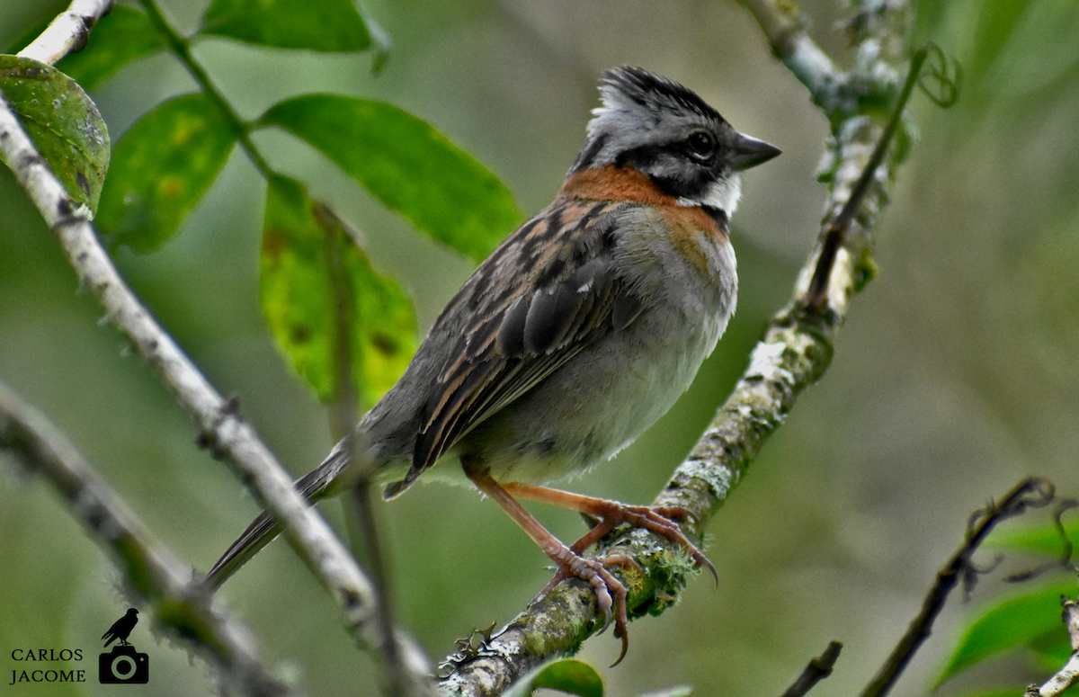 Rufous-collared Sparrow - Carlos Jácome