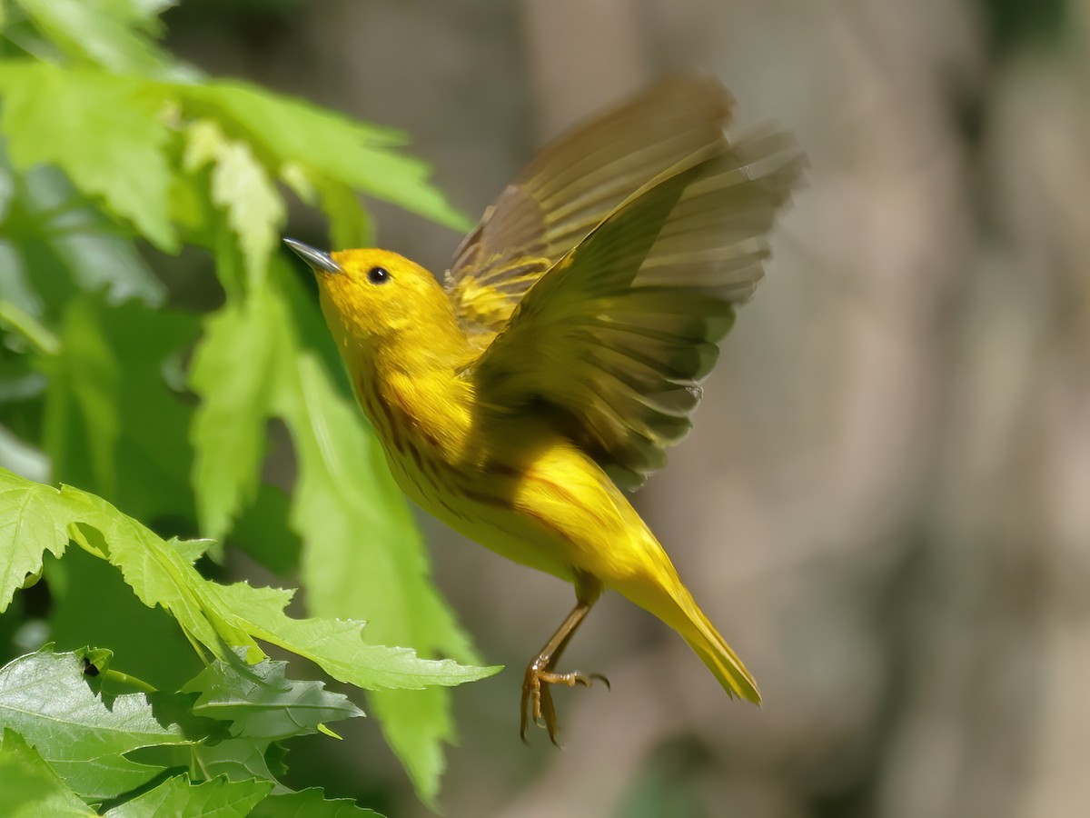 Yellow Warbler - Charlie Arp