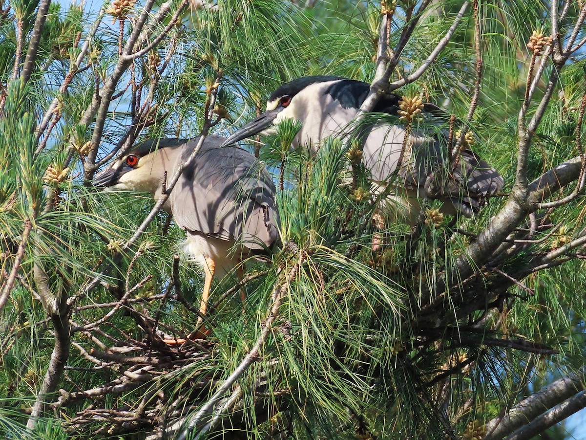 Black-crowned Night Heron - ML619573680