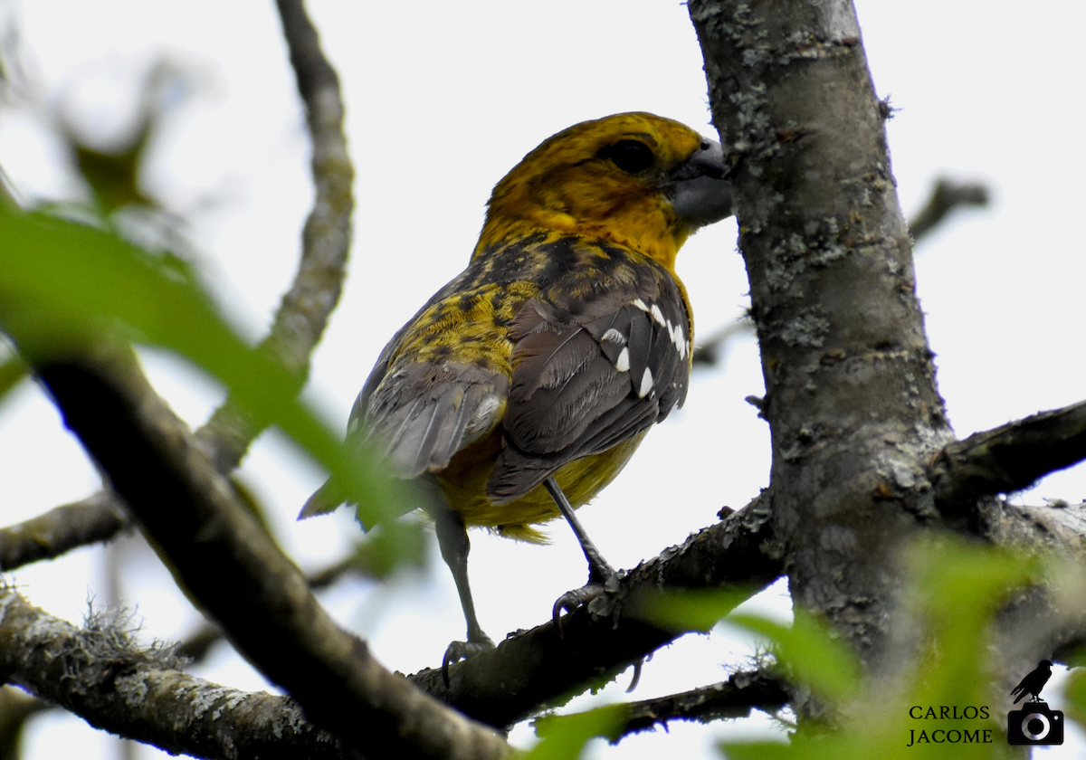 Golden Grosbeak - Carlos Jácome