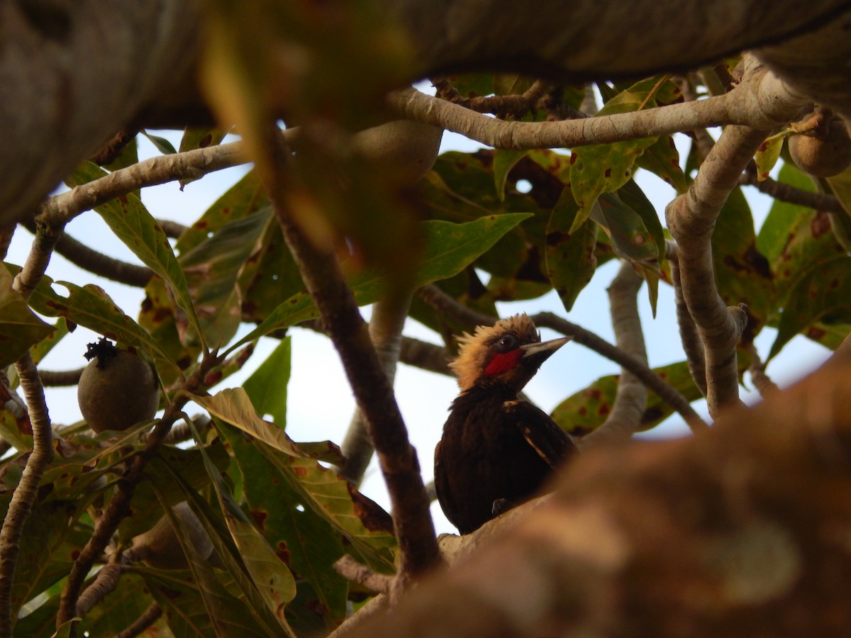 Blond-crested Woodpecker - Fabiana Santos de Oliveira
