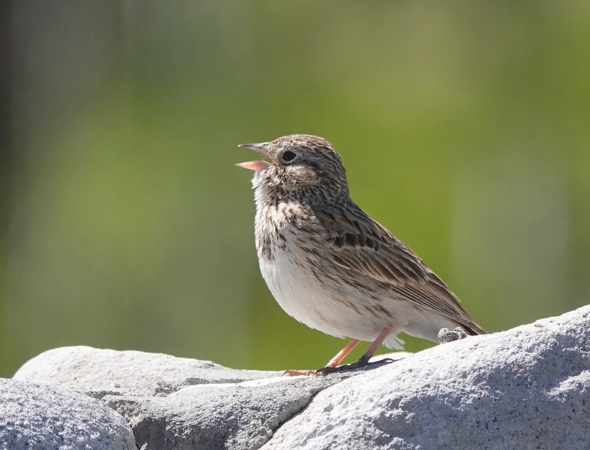 Vesper Sparrow - Cheryl Carlile